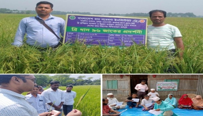 কুমিল্লার মুরাদনগরে কৃষকের মাথায় হাত কুমিল্লার মুরাদনগরে কৃষকের মাথায় হাত