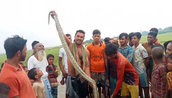 তাহিরপুরে অজগর সাপকে পিটিয়ে হত্যা তাহিরপুরে অজগর সাপকে পিটিয়ে হত্যা