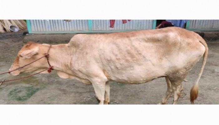 মুরাদনগরে গরুর লাম্পি স্কিন রোগ মুরাদনগরে গরুর লাম্পি স্কিন রোগ