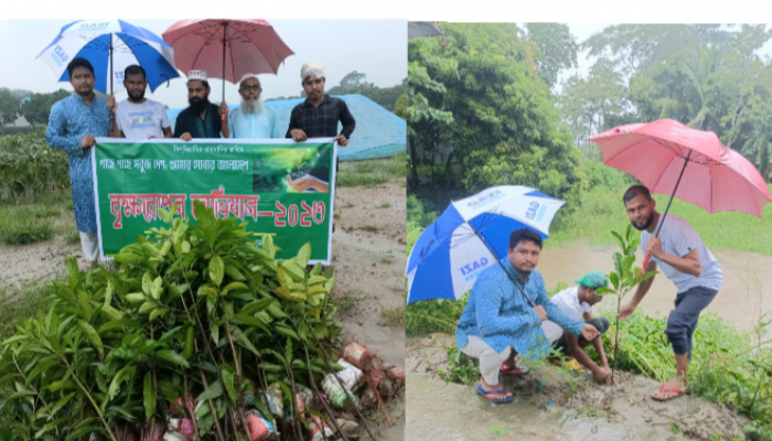 দাউদকান্দি উন্নয়ন ফাউন্ডেশনের উদ্যোগে বৃক্ষরোপন দাউদকান্দি উন্নয়ন ফাউন্ডেশনের উদ্যোগে বৃক্ষরোপন