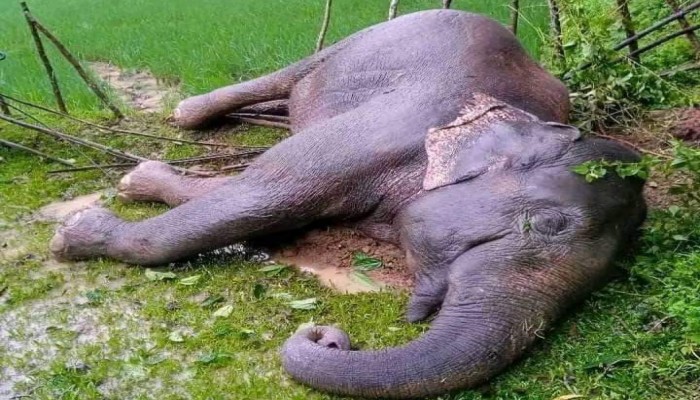 শেরপুরের গারো পাহাড় সীমান্তে বন্য হাতির মরদেহ উদ্ধার শেরপুরের গারো পাহাড় সীমান্তে বন্য হাতির মরদেহ উদ্ধার