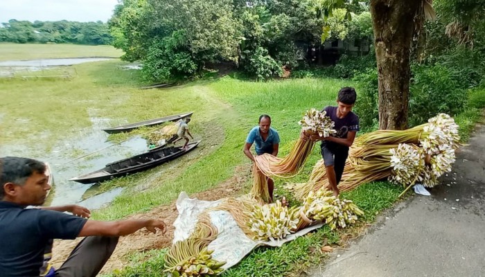 "বানিজ্যিকভাবে বিক্রি হচ্ছে বেলাই বিলের শাপলা" "বানিজ্যিকভাবে বিক্রি হচ্ছে বেলাই বিলের শাপলা"