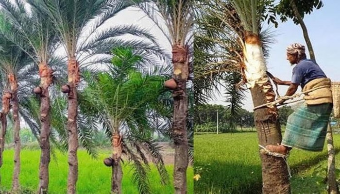 পাহাড়ী গড়ের লালমাটিতে খেজুরের রস'ও গুড়ের অপার সম্ভাবনা | প্রধান খবর পাহাড়ী গড়ের লালমাটিতে খেজুরের রস'ও গুড়ের অপার সম্ভাবনা | প্রধান খবর